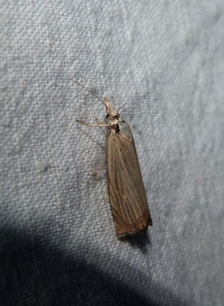 Crambus des jardins  - Sylvain Lethuillier