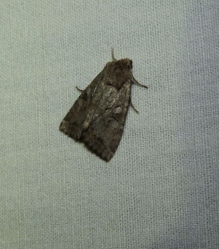 Luperina testacea  - Sylvain Lethuillier