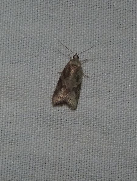 Cnephasia sp.  - Sylvain Lethuillier