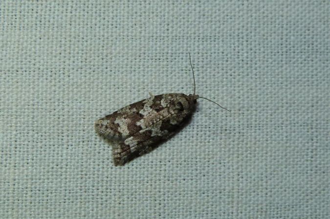 Cnephasia sp.  - Sylvain Lethuillier