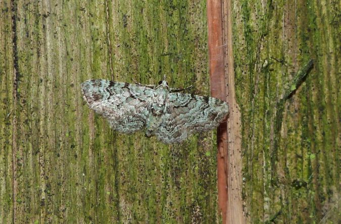 Pasiphila rectangulata  - Sylvain Lethuillier