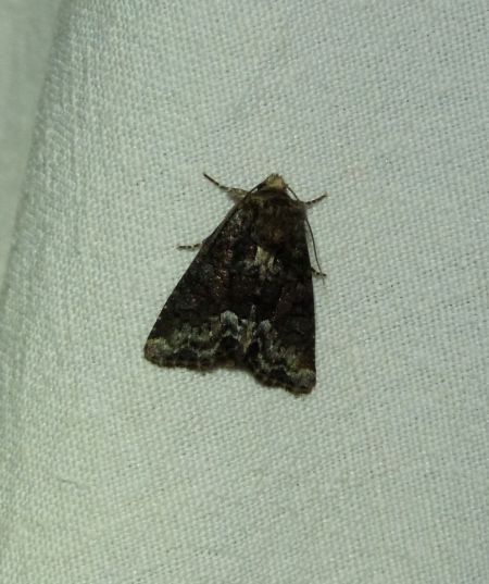 Oligia sp.  - Sylvain Lethuillier