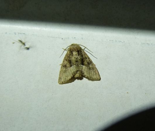 Oligia sp.  - Sylvain Lethuillier