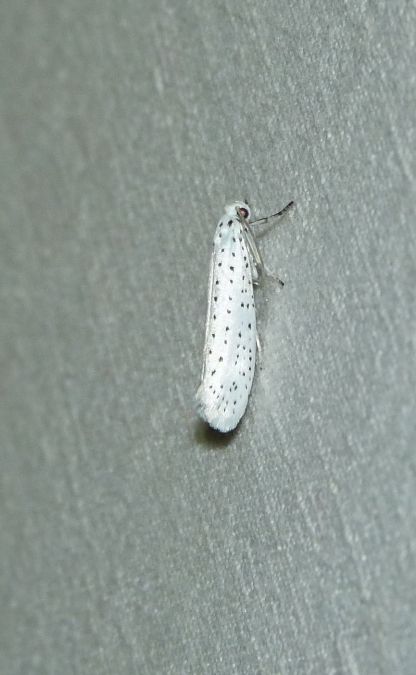 Yponomeuta sp.  - Sylvain Lethuillier