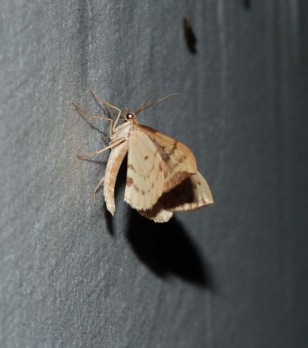 Gandaritis pyraliata  - Sylvain Lethuillier