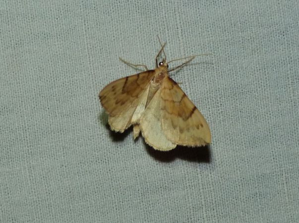 Gandaritis pyraliata  - Sylvain Lethuillier