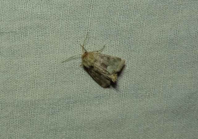Oligia fasciuncula  - Sylvain Lethuillier