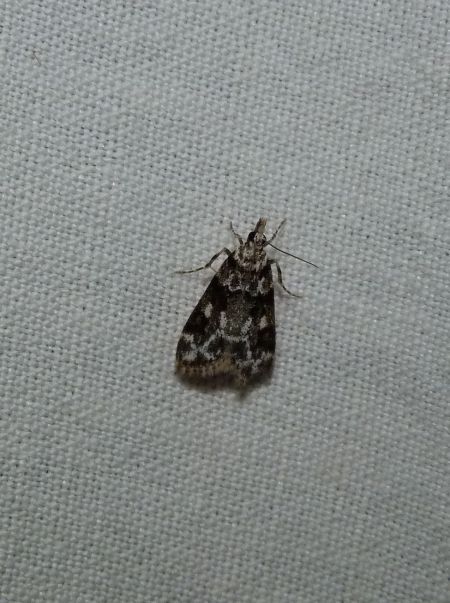 Eudonia mercurella  - Sylvain Lethuillier