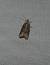 Cnephasia sp.  - Sylvain Lethuillier