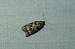 Cnephasia sp.  - Sylvain Lethuillier