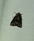 Oligia sp.  - Sylvain Lethuillier