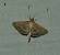 Pyrale du Maïs  - Sylvain Lethuillier