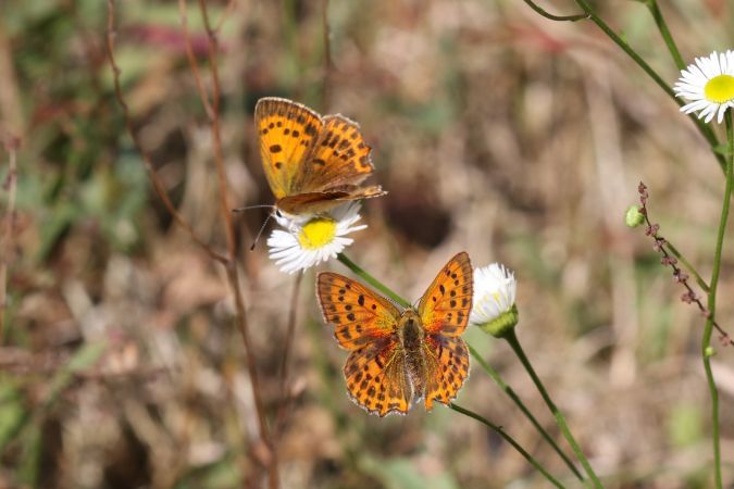 Scarce Copper  - Thomas Lux