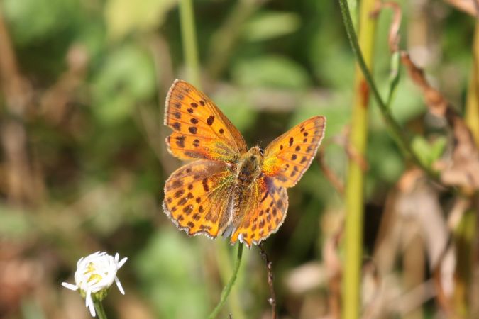 Cuivré de la verge d'or  - Thomas Lux