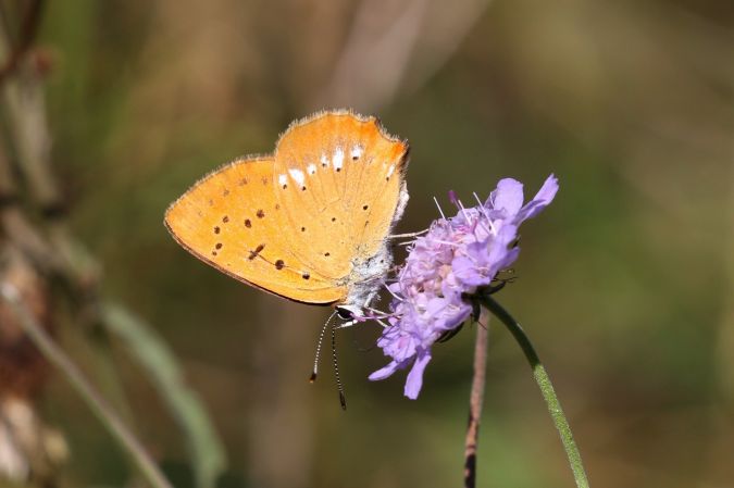 Cuivré de la verge d'or  - Thomas Lux
