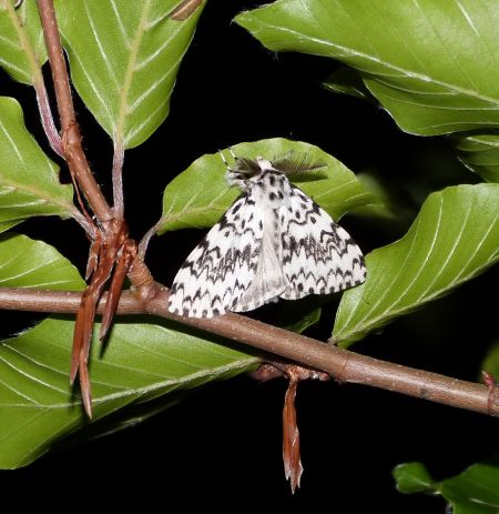 Lymantria monacha  - Sylvain Lethuillier