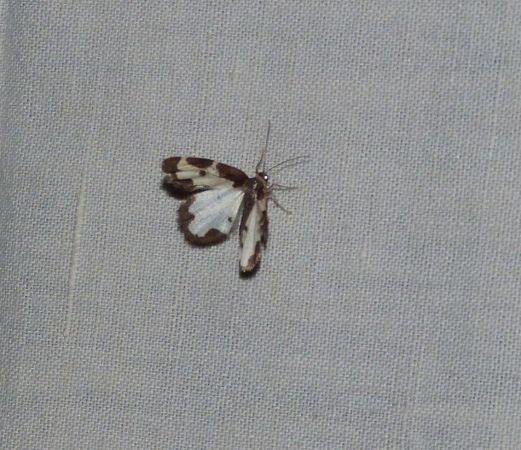 Lomaspilis marginata  - Sylvain Lethuillier