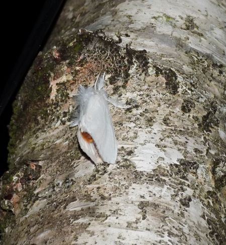 Euproctis similis  - Sylvain Lethuillier
