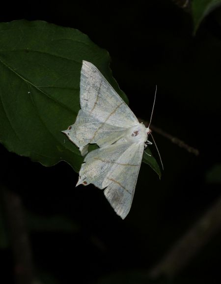 Ourapteryx sambucaria  - Sylvain Lethuillier
