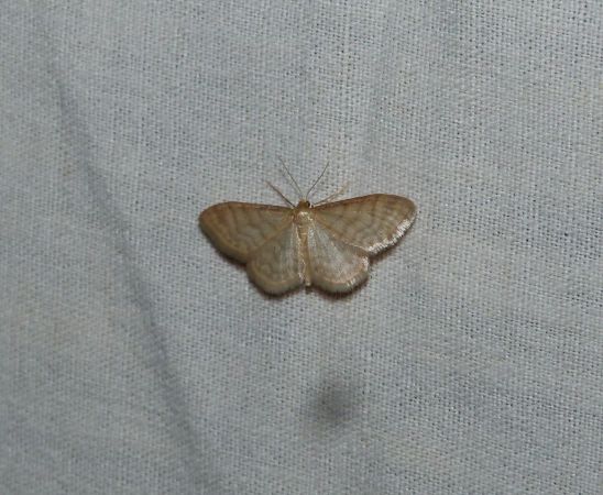 Idaea dilutaria  - Sylvain Lethuillier