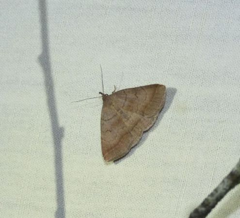 Zanclognatha lunalis  - Sylvain Lethuillier