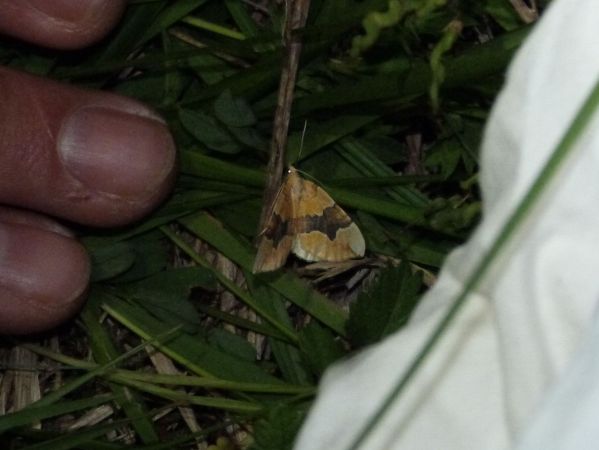 Cidaria fulvata  - Sylvain Lethuillier