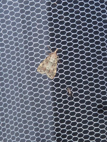 Eudonia lacustrata  - Sylvain Lethuillier