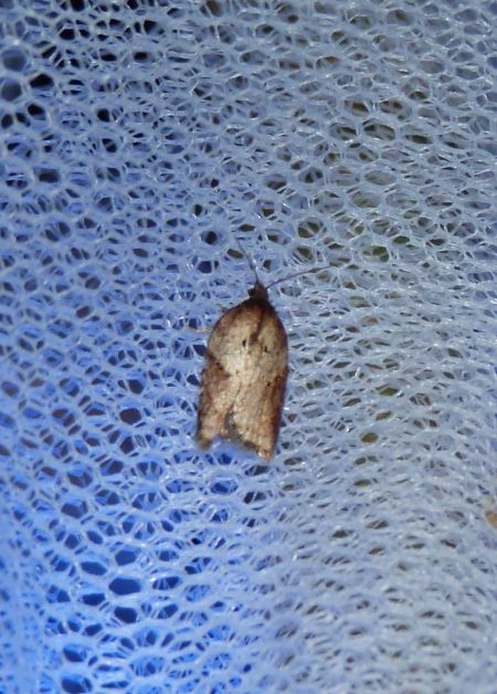 Acleris schalleriana  - Sylvain Lethuillier