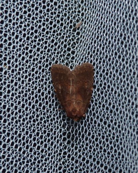 Rusina ferruginea  - Sylvain Lethuillier