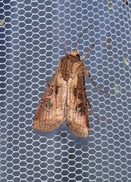 Agrotis clavis  - Sylvain Lethuillier