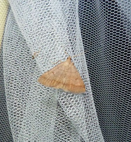 Zanclognatha lunalis  - Sylvain Lethuillier