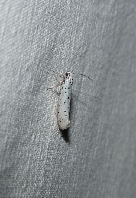Yponomeuta sp.  - Sylvain Lethuillier