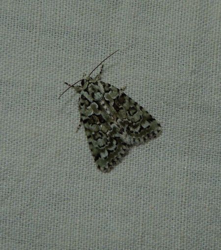 Nyctobrya muralis  - Sylvain Lethuillier