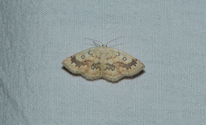 Cyclophora annularia  - Sylvain Lethuillier