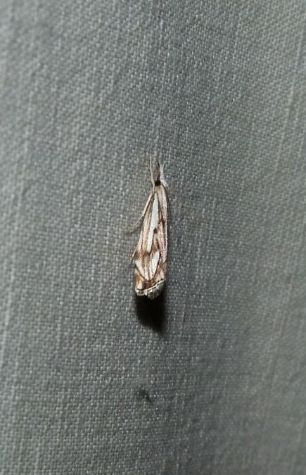 Catoptria falsella  - Sylvain Lethuillier