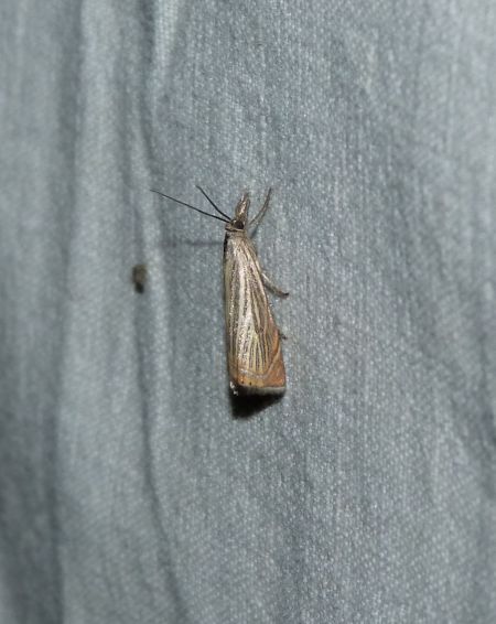 Crambus des jardins  - Sylvain Lethuillier