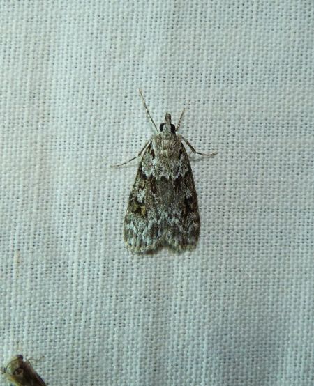 Scoparia basistrigalis  - Sylvain Lethuillier
