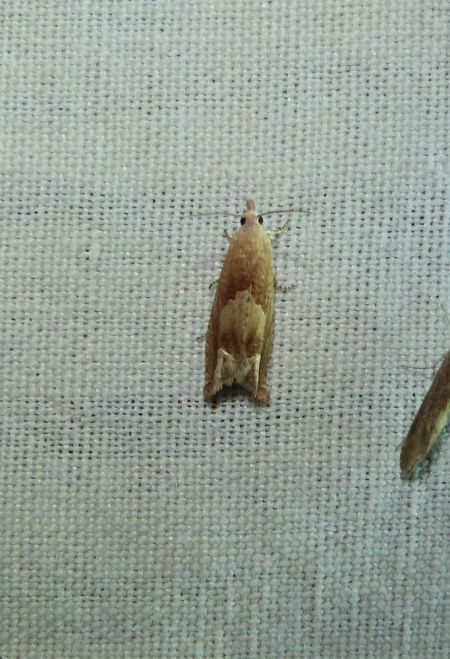 Eucosma conterminana  - Sylvain Lethuillier