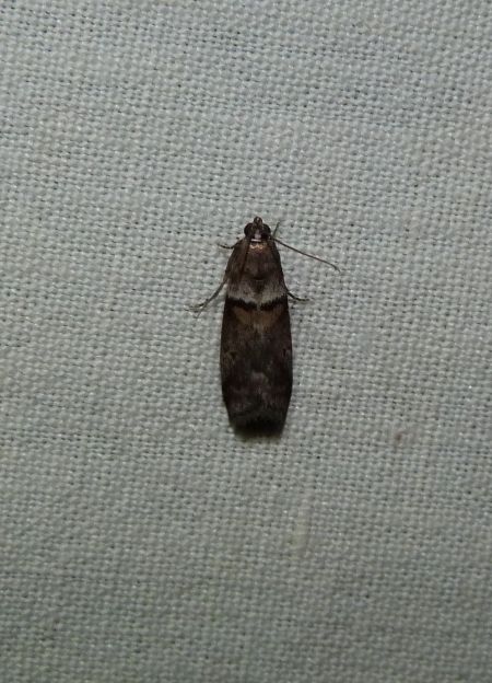 Acrobasis repandana  - Sylvain Lethuillier