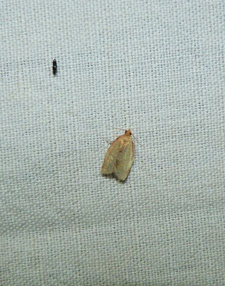 Clepsis consimilana  - Sylvain Lethuillier