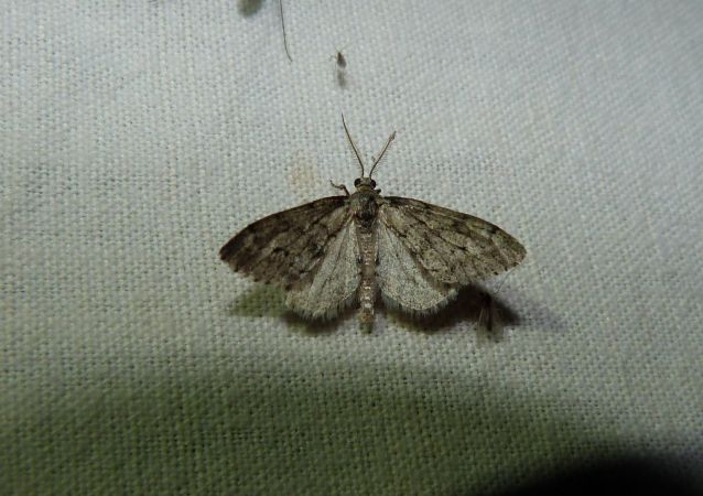Tephronia sepiaria  - Sylvain Lethuillier