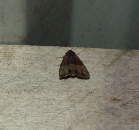 Mesoligia furuncula  - Sylvain Lethuillier