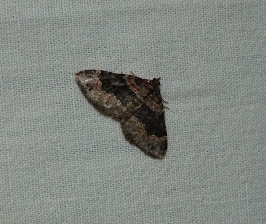 Xanthorhoe ferrugata  - Sylvain Lethuillier