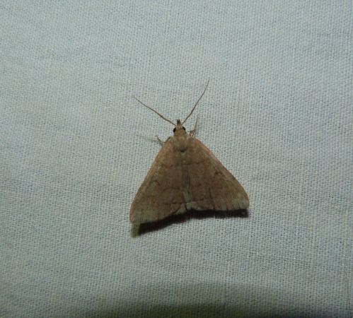 Herminia tarsipennalis  - Sylvain Lethuillier