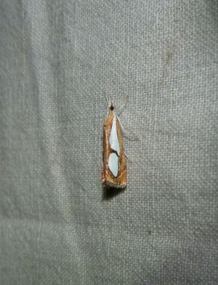 Catoptria pinella  - Sylvain Lethuillier