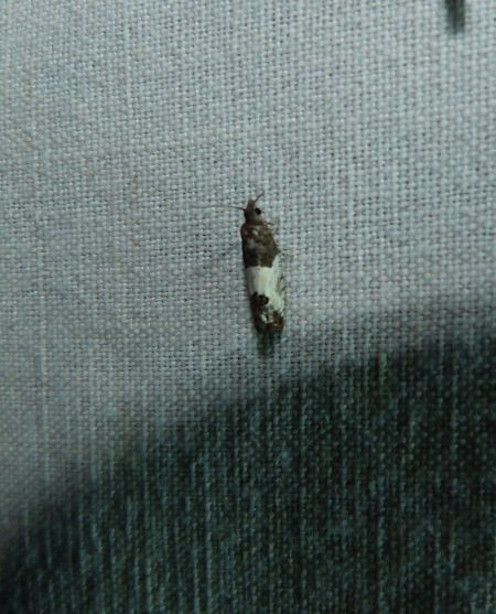 Spilonota ocellana  - Sylvain Lethuillier