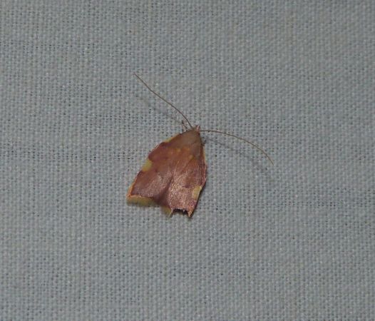 Carcina quercana  - Sylvain Lethuillier