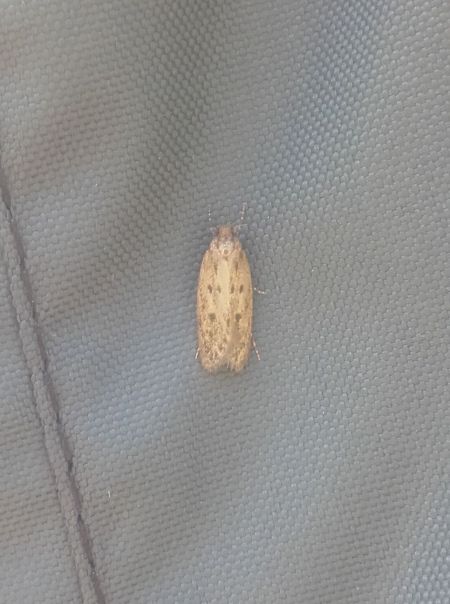 Hofmannophila pseudospretella  - Sylvain Lethuillier