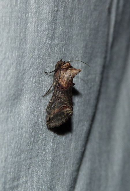 Abrostola triplasia  - Sylvain Lethuillier