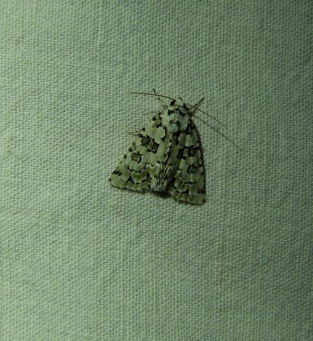 Nyctobrya muralis  - Sylvain Lethuillier